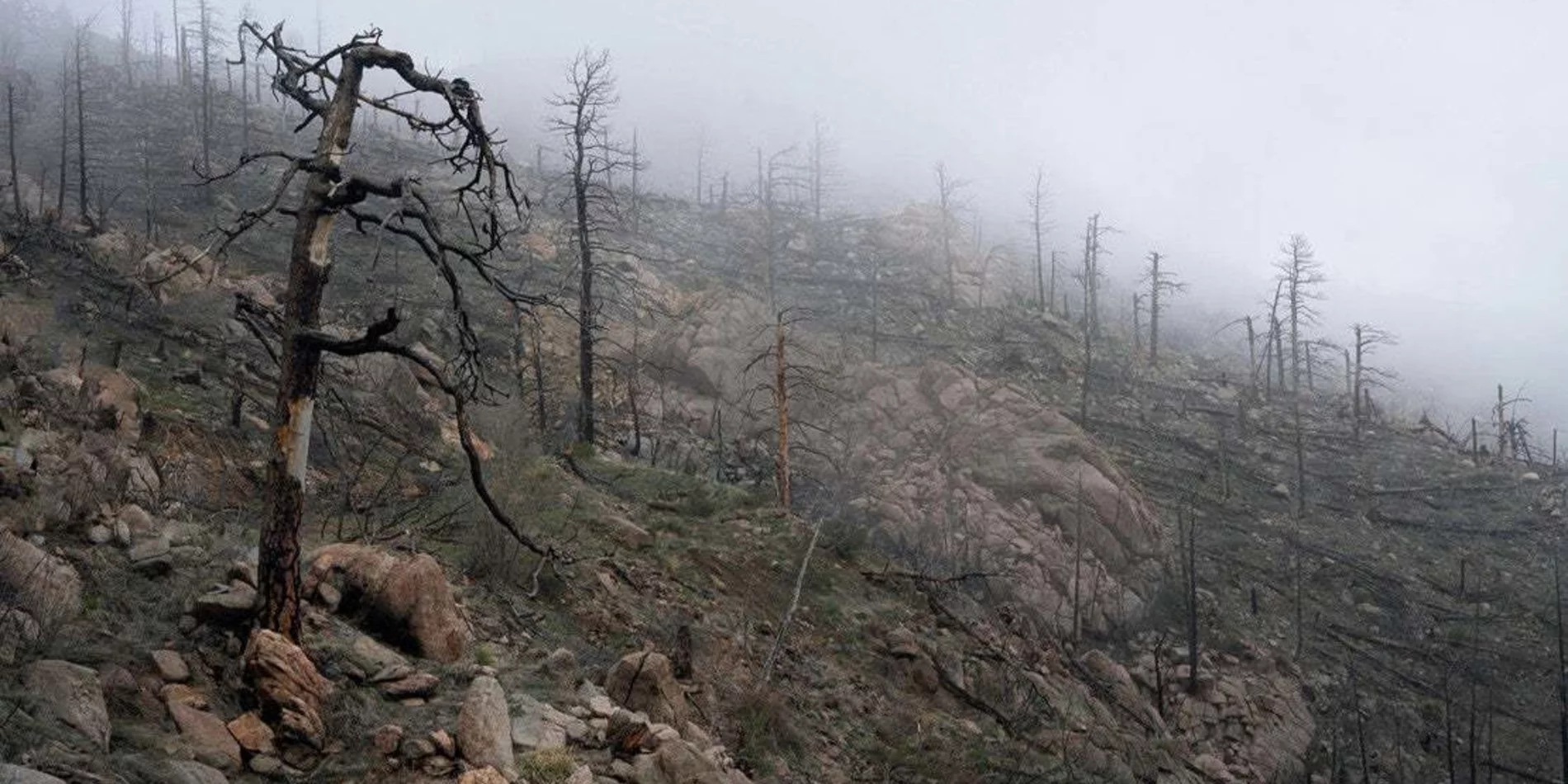the aftermath of a wildfire in a forest