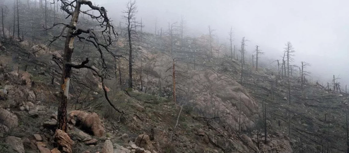 the aftermath of a wildfire in a forest